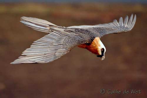 Bearded Vulture Wings