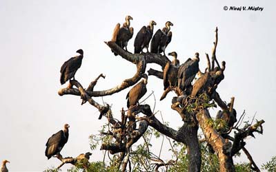 vautour-chaugoun-groupe-arbre.jpg
