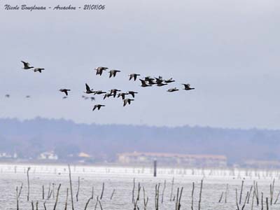 http://www.oiseaux-birds.com/anseriformes/anatides/poeme-envol-oies-sauvages/bernache-cravant-vol-poeme.jpg