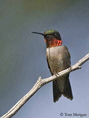 ruby throated hummingbird