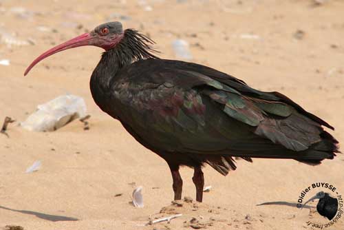 dunkirk site de rencontre sexe rencontre ibis