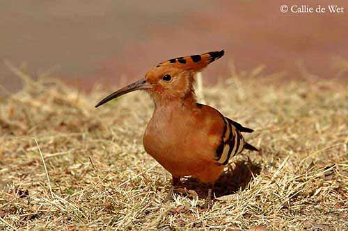 African Hoopoe