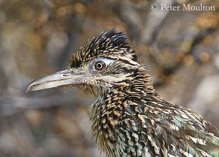 greater roadrunner