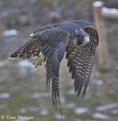 http://www.oiseaux-birds.com/falconiformes/faucon-pelerin/faucon-pel-vol-tm1.jpg