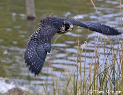 peregrine falcon diving. Peregrine Falcon breeds from