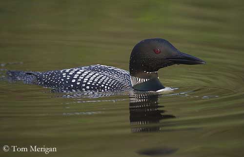 common loon range. The Common Loon adult in