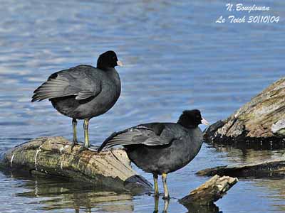 Common Coot