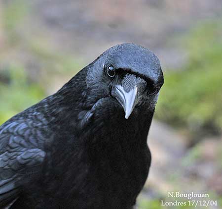 http://www.oiseaux-birds.com/passeriformes/corvides/corneille-noire/corneille-noire-nb3.jpg