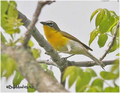 Image result for yellow bellied chat