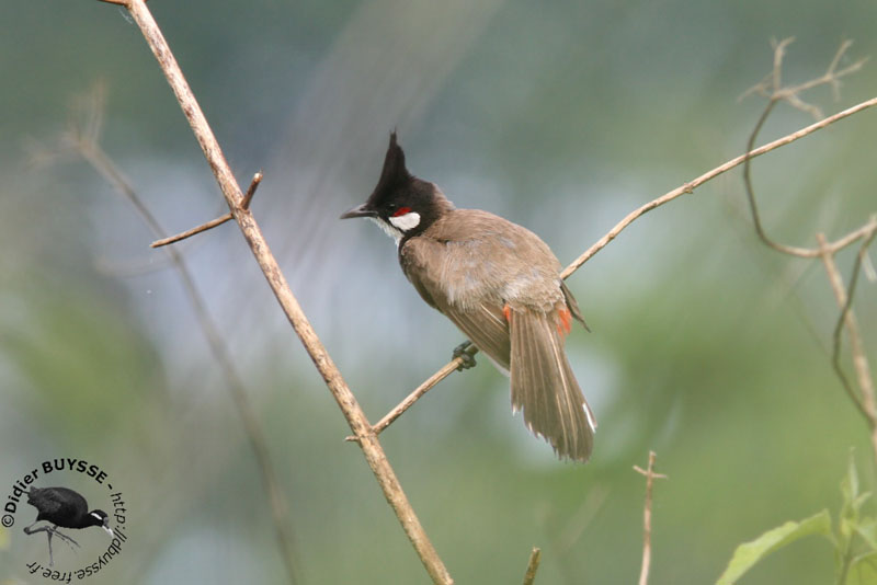 Bulbuls Diet Food