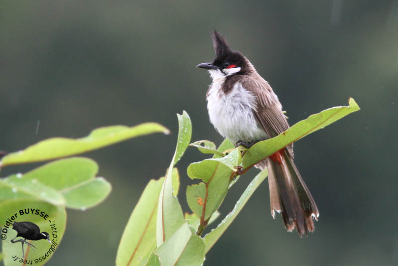 Bulbuls Diet Food