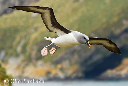 Grey Headed Albatross Diets