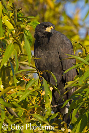 What is a Black Hawk? – 10,000 Birds