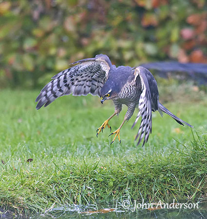 Eurasian sparrowhawk - Wikipedia