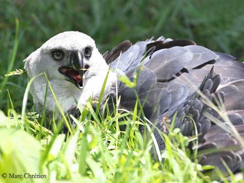 Harpy Eagle carrying prey