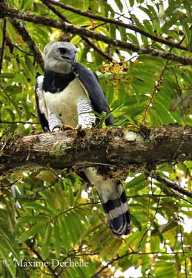 Harpy Eagle