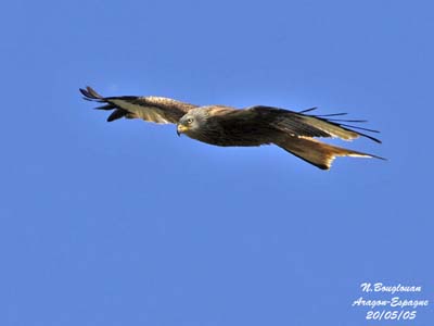 Red Kite