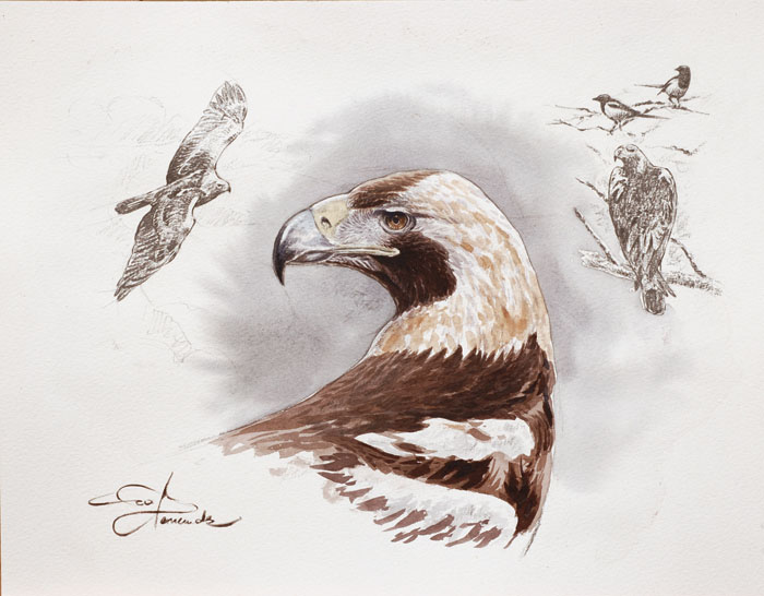 A List Of Birds Of Prey Or Raptors - WorldAtlas
