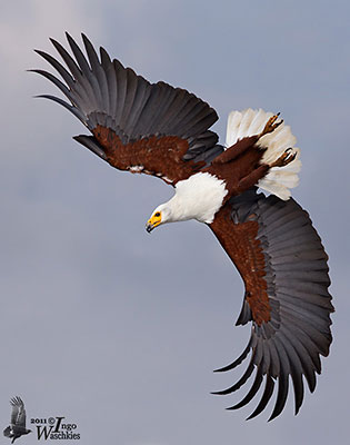 Sea Eagles, Fish Eagles and Fishing Eagles