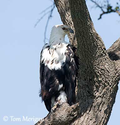 Sea Eagles, Fish Eagles and Fishing Eagles