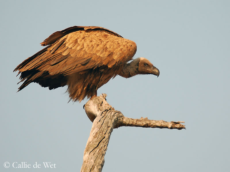 White-backed vulture, facts and photos