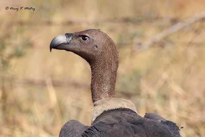 White-backed vulture, facts and photos