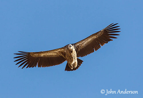 Griffon Vulture Wingspan