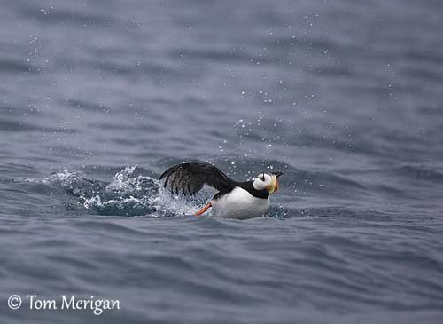 Horned Puffin Identification, All About Birds, Cornell Lab of