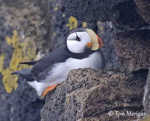 Horned Puffin, Online Learning Center