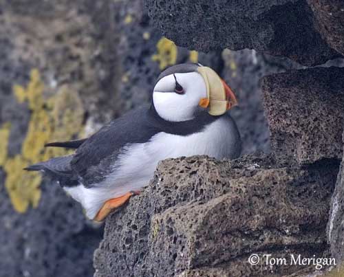 Atlantic Puffin Overview, All About Birds, Cornell Lab of Ornithology