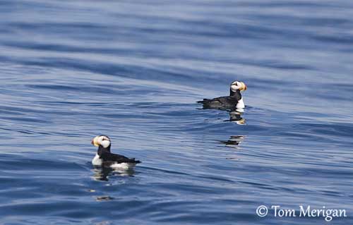 Horned Puffin Identification, All About Birds, Cornell Lab of