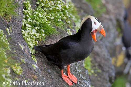 Horned and tufted puffin photos from Alaska's coast.