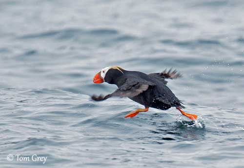 Tufted Puffin Facts - NatureMapping