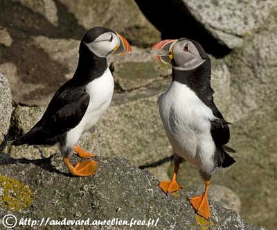 Atlantic Puffin Identification, All About Birds, Cornell Lab of