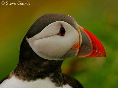 Atlantic Puffin Identification, All About Birds, Cornell Lab of