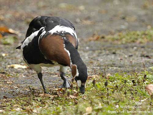 Red-Breasted Goose