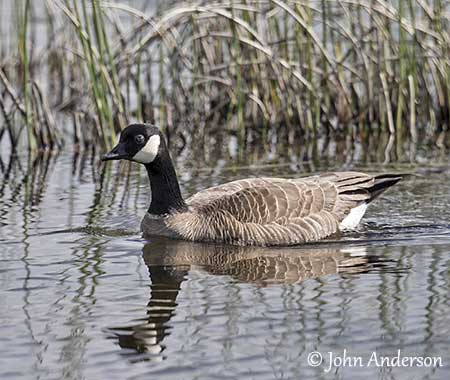 Cackling Goose Identification, All About Birds, Cornell Lab of