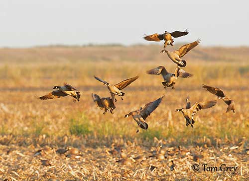 Cackling Goose Identification, All About Birds, Cornell Lab of Ornithology