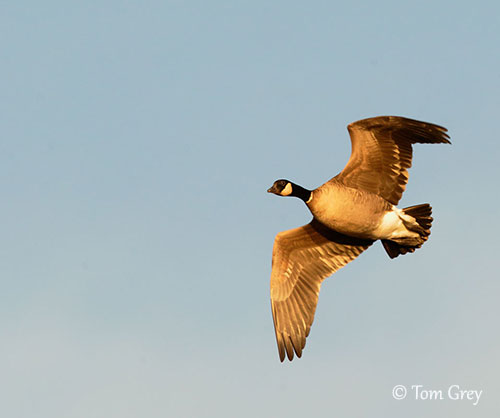 Cackling Goose Identification, All About Birds, Cornell Lab of Ornithology