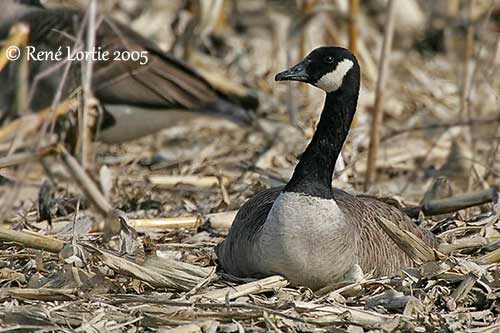 Canada goose bird female online
