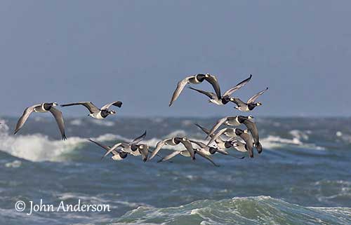 Barnacle goose, Migratory, Arctic, Tundra