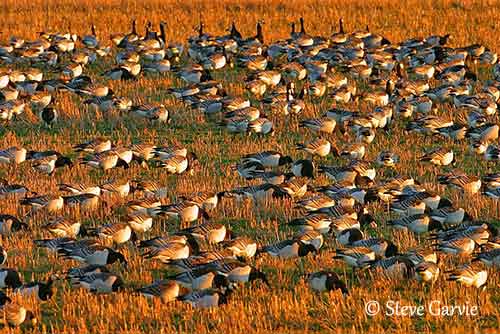 Barnacle goose, Migratory, Arctic, Tundra