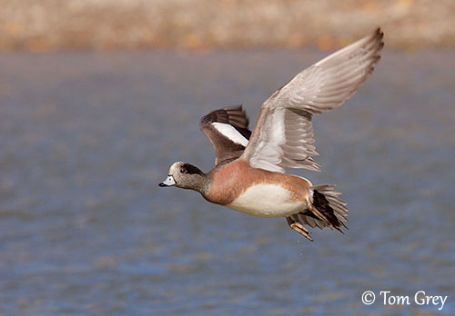 american wigeon in flight