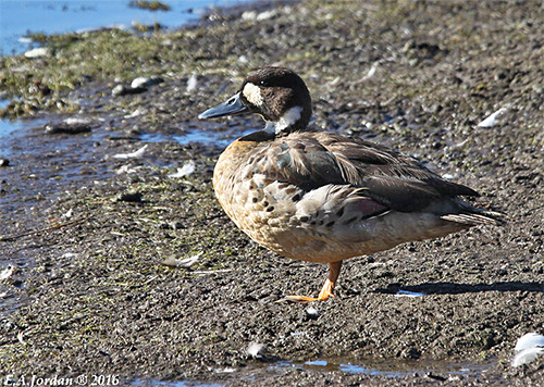 Canard-WC — Wikipédia