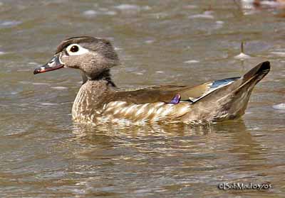 Canard carolin • Aix Sponsa • Élevage et vente de Carolin