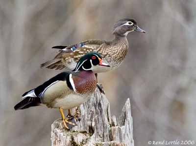 Canard carolin • Aix Sponsa • Élevage et vente de Carolin