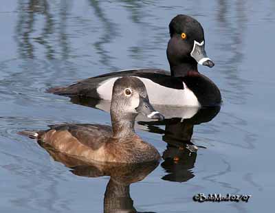 Ring-necked Duck - Crossley Bird ID Guides