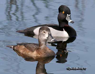 Ring-necked Duck