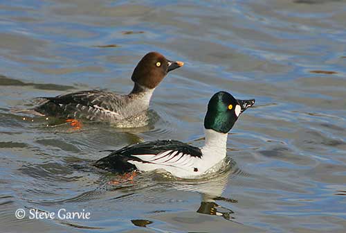 Barrow's Goldeneye Identification, All About Birds, Cornell Lab of Ornithology