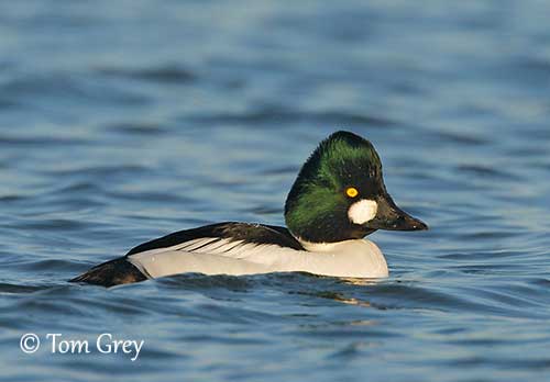 Common Goldeneye Identification, All About Birds, Cornell Lab of Ornithology